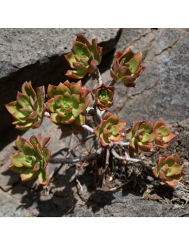 Aeonium decorum