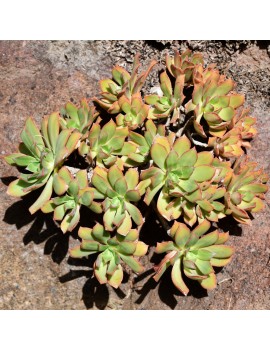 Aeonium decorum