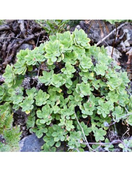 Aeonium goochiae