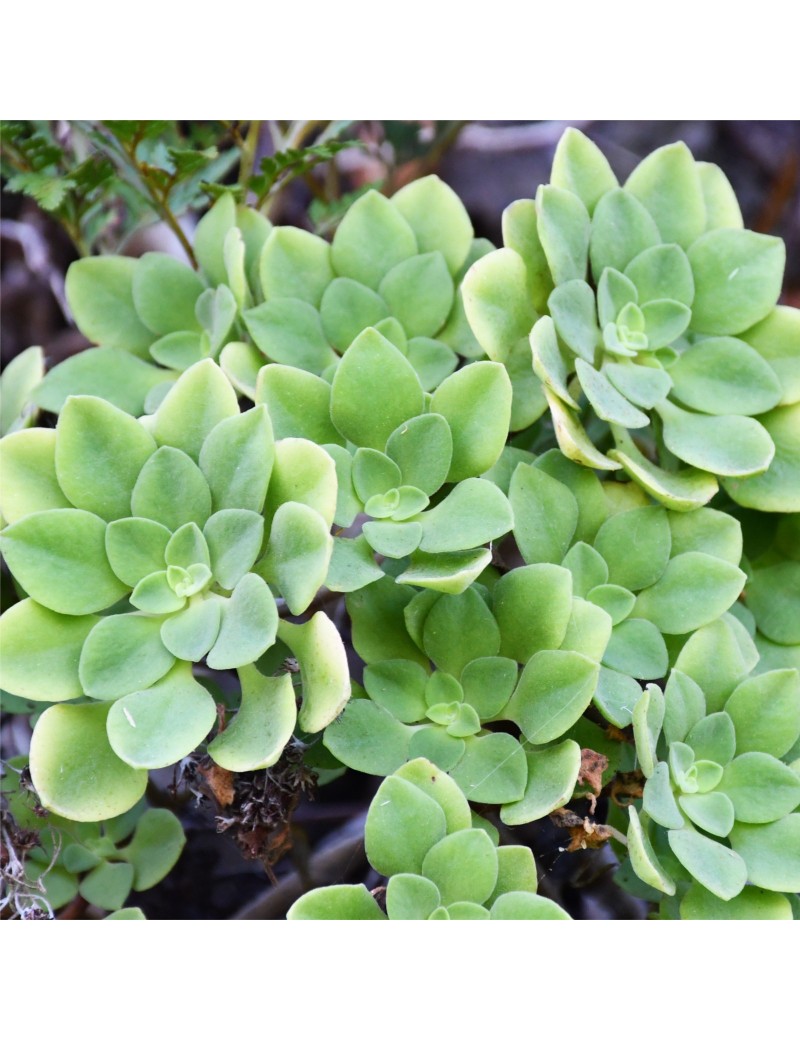 Aeonium goochiae