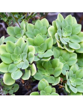 Aeonium goochiae