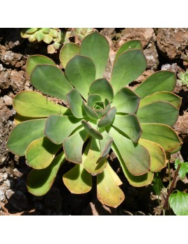 Aeonium puntallanense