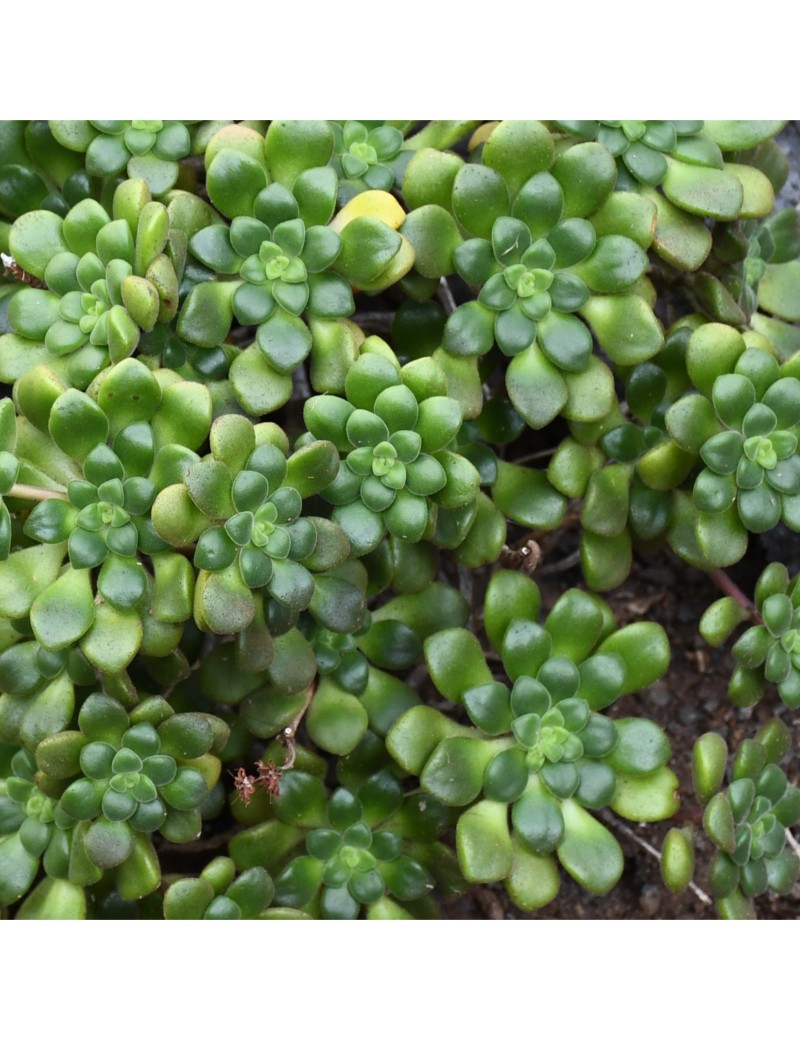 Aeonium lindleyi