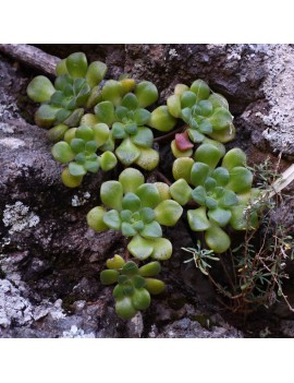 Aeonium lindleyi