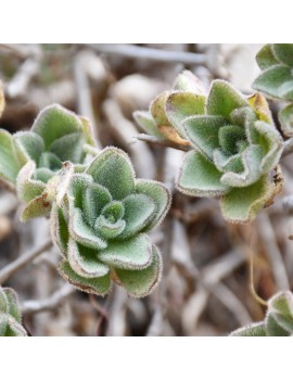 Aeonium saundersii