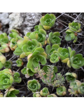 Aeonium saundersii