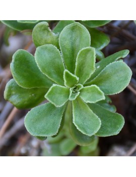 Aeonium spathulatum