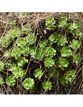 Aeonium spathulatum