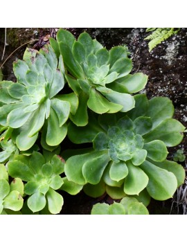 Aeonium cuneatum