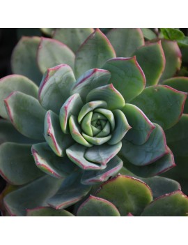 Aeonium haworthii