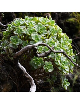 Aeonium haworthii