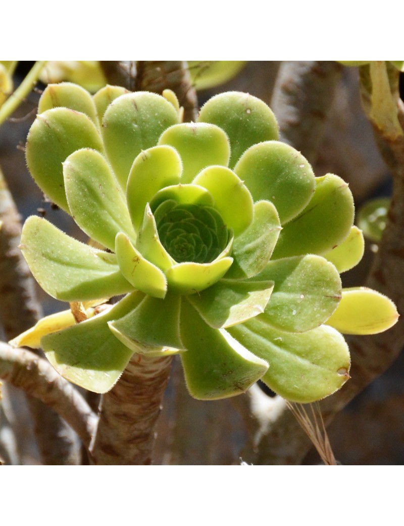 Aeonium korneliuslemsi Aeonium korneliuslemsi