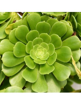 Aeonium 'Pseudotabuliforme'