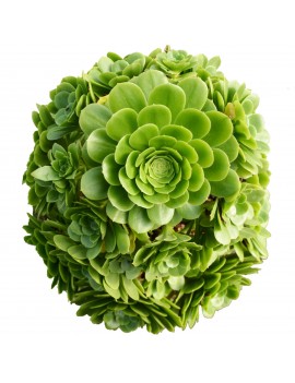 Aeonium 'Pseudotabuliforme'