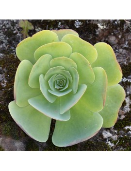 Greenovia diplocycla ou Aeonium diplocyclum