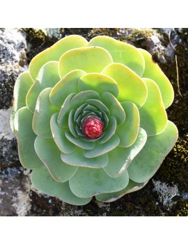 Greenovia diplocycla ou Aeonium diplocyclum