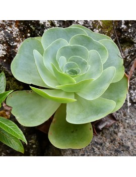 Greenovia diplocycla ou Aeonium diplocyclum