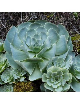 Aeonium aureum, Greenovia aurea