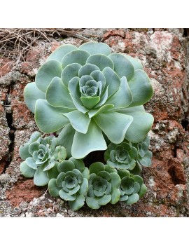 Aeonium aureum