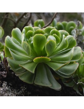 Aeonium canariense var. canariense