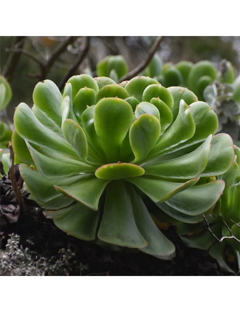Aeonium canariense var. canariense Aeonium canariense var. canariense