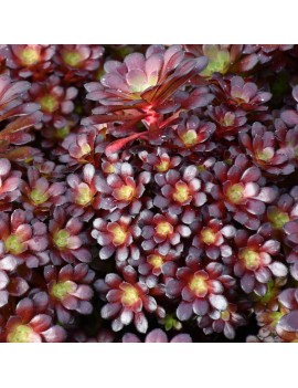 Aeonium 'Tip-Top'