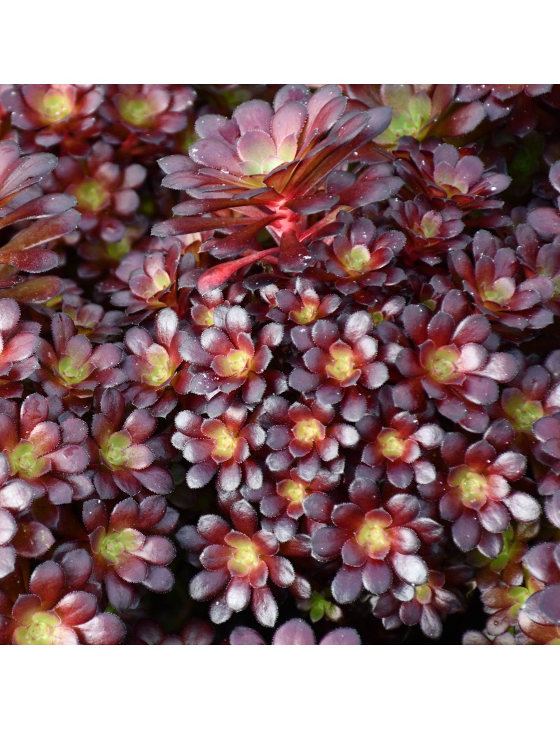 Aeonium 'Tip-Top' Aeonium 'Tip-Top'