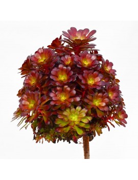 Aeonium 'Tip-Top'