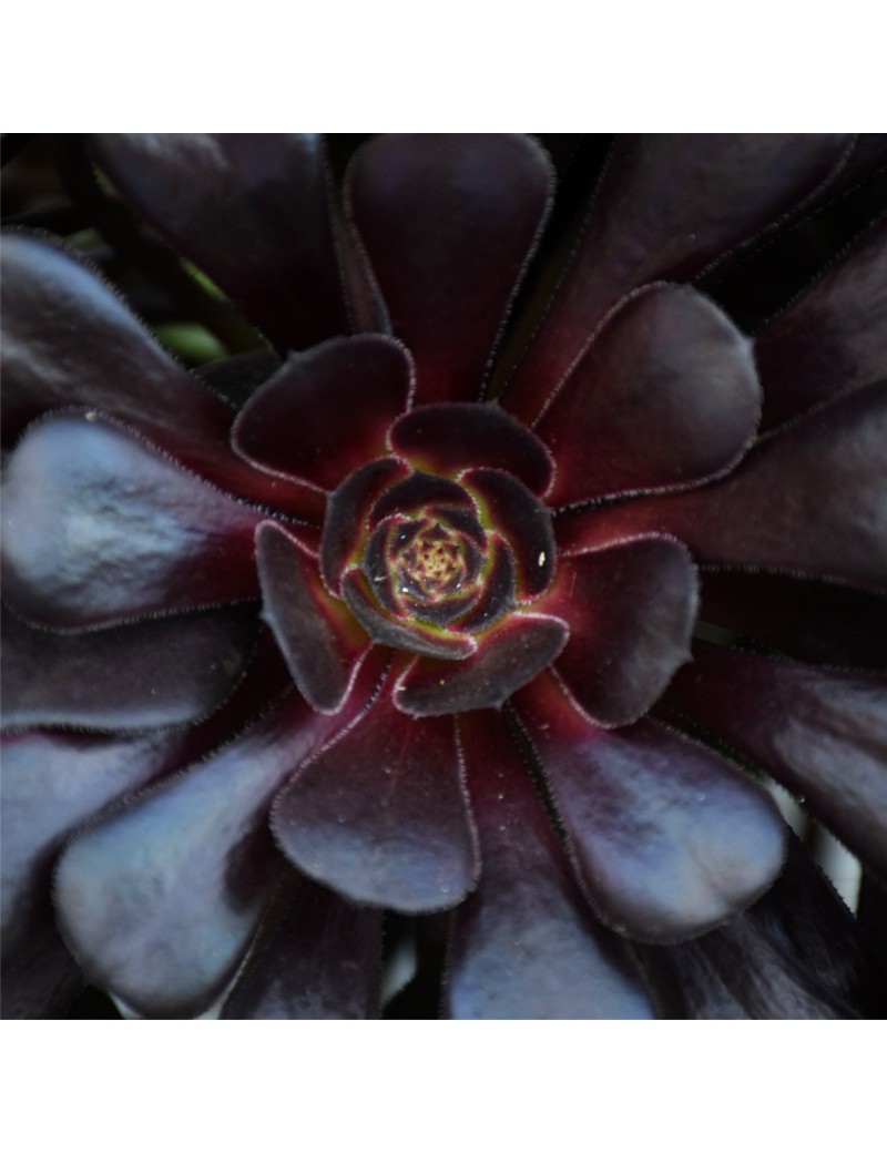 Aeonium 'Zwartkop' Aeonium 'Zwartkop'