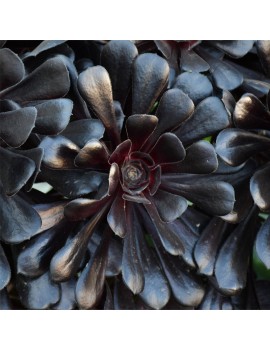 Aeonium 'Zwartkop'