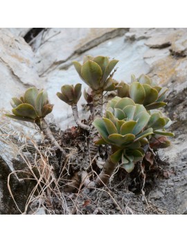 Aeonium leucoblepharum Éthiopie