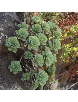 Aeonium leucoblepharum Éthiopie