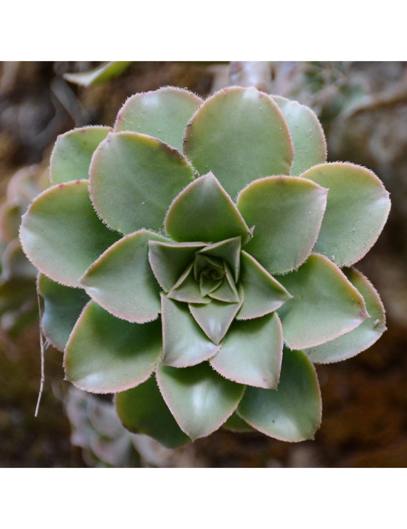 Aeonium leucoblepharum Éthiopie