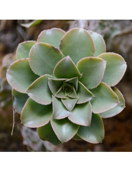 Aeonium leucoblepharum Éthiopie