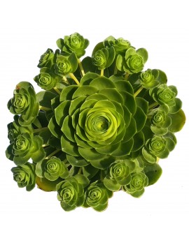 Greenovia dodrantalis ou Aeonium dodrantale.