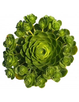 Aeonium dodrantale, greenovia dodrantalis