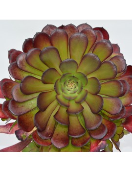 Aeonium 'Copper Kettle'