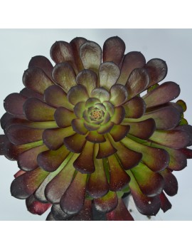 Aeonium 'Copper Kettle'