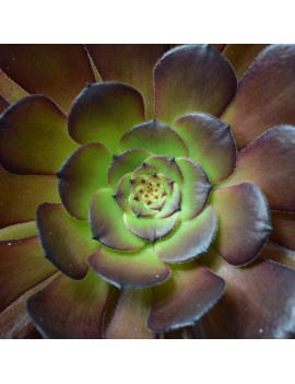 Aeonium 'Copper Kettle'