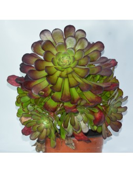 Aeonium 'Copper Kettle'