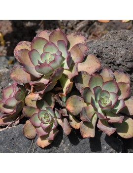 Aeonium davidbramwellii