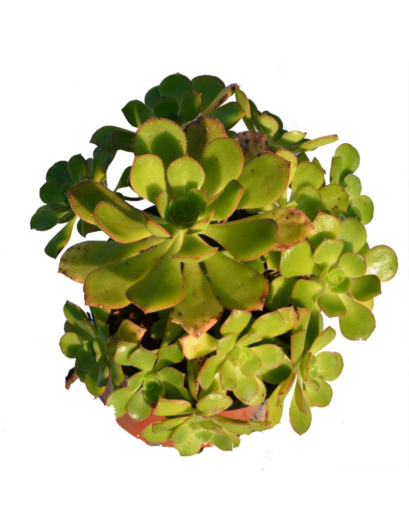 Aeonium mascaense x davidbramwellii Aeonium mascaense x davidbramwellii