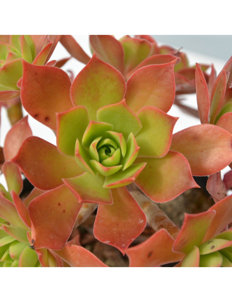 Aeonium leucoblepharum Yémen Aeonium leucoblepharum Yémen