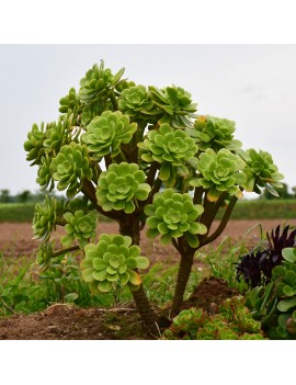 Aeonium korneliuslemsii maritime