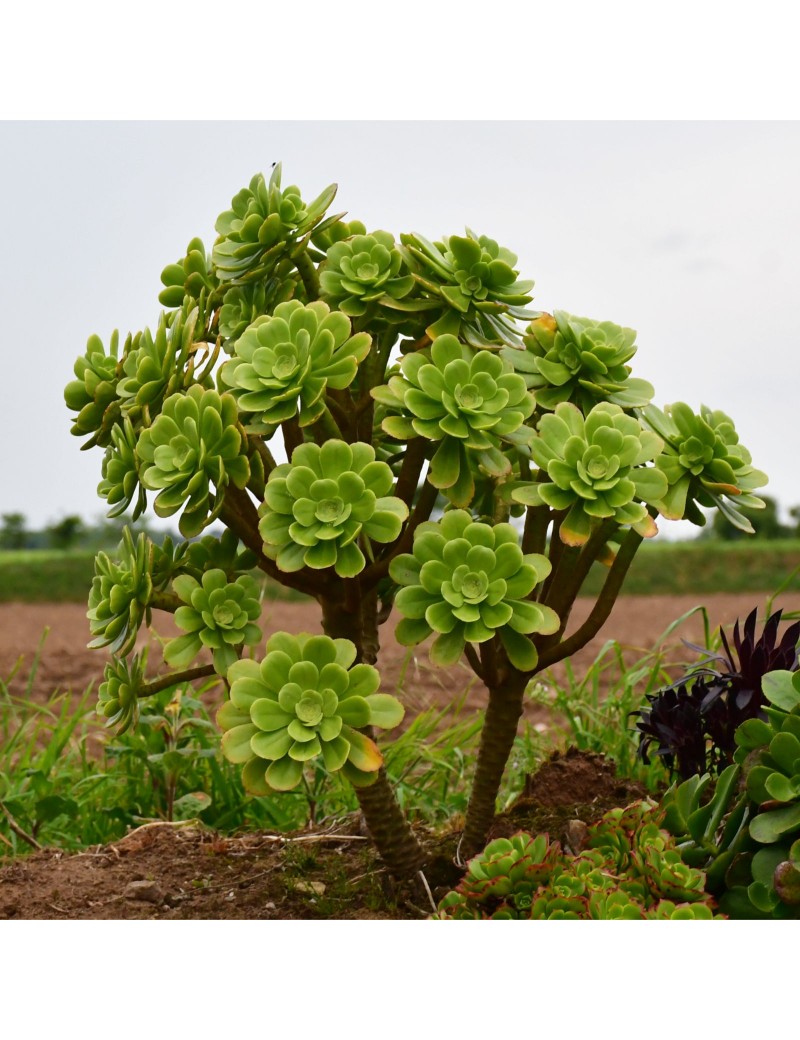 Aeonium korneliuslemsii maritime Aeonium korneliuslemsii maritime