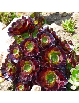 Aeonium 'Velour'