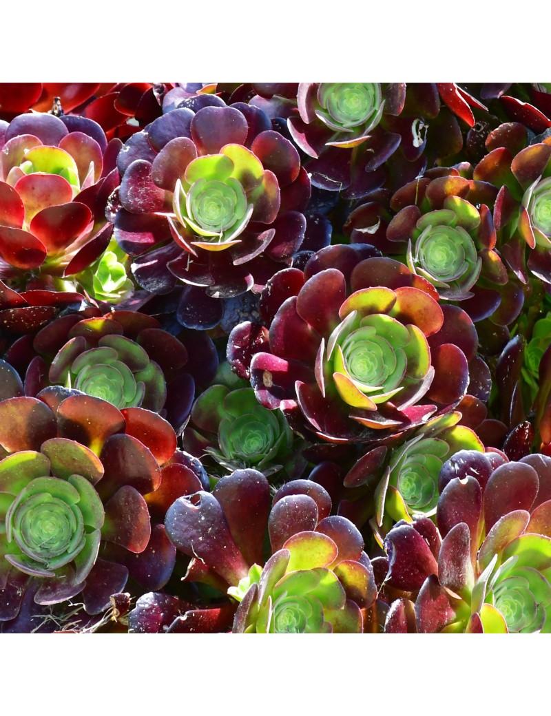 Aeonium 'Velour' Aeonium 'Velour'