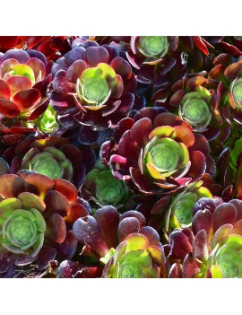 Aeonium 'Velour'