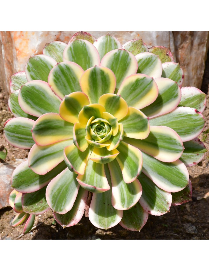 Aeonium 'Sunburst' Aeonium 'Sunburst'