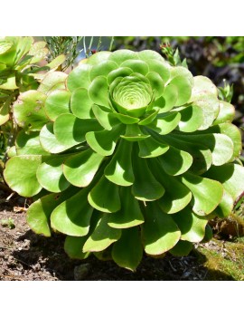 Aeonium undulatum